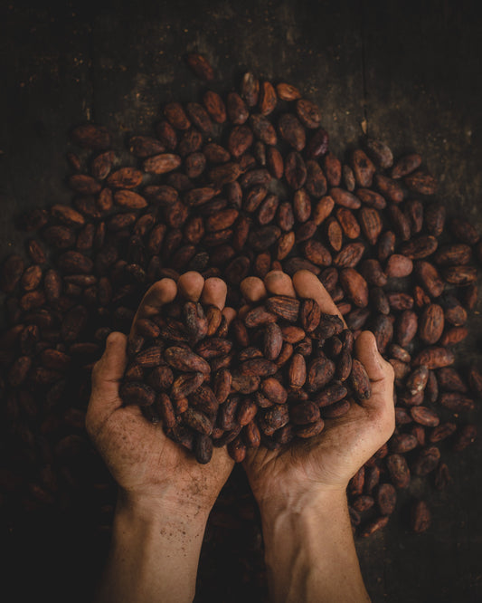 Chocolate cacao beans being held in hands